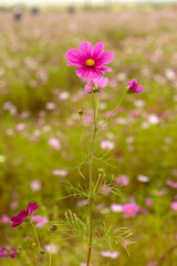 pink cosmos flowers