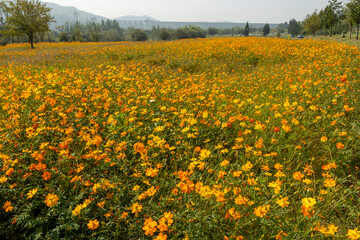 field of yellow flowers