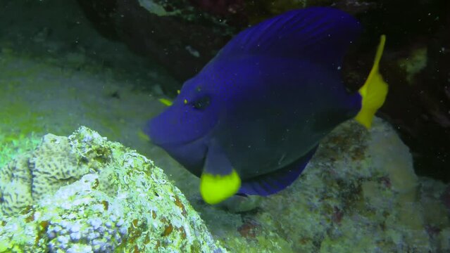 Yellowtail Surgeonfish (Zebrasoma xanthurum) slowly bites something off a coral rock, then slowly swims behind a rock, close-up.
