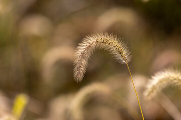 Fototapeta premium close up of a dandelion