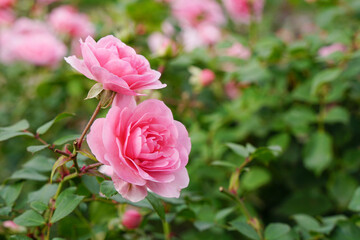 Bush pink roses in the garden in summer