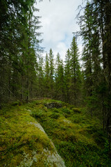 In the middle of the forest