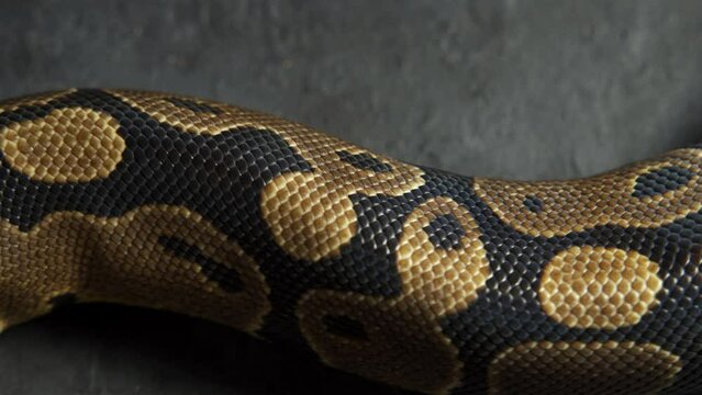 Background of snakeskin. The snake is crawling.