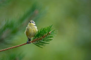 Young blue tit on the branch