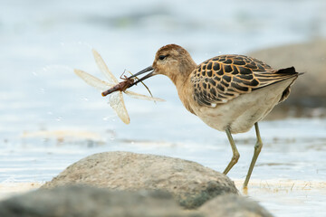 Ruff and dragonfly