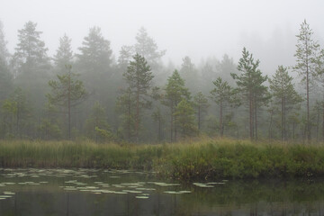 Obraz na płótnie Canvas lake in the woods