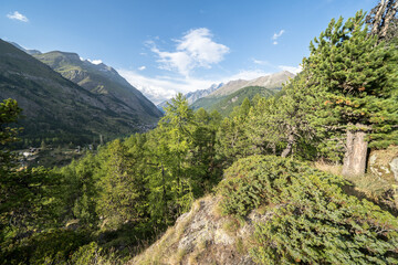 Fototapeta na wymiar Pine forest in Alps