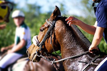 Close-up of a horse in a horseball competition on a sunny day.