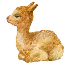 Alpaca watercolor illustration - 540403242
