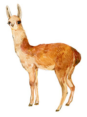 Llama animal watercolor illustration - 540403243