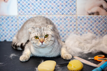 Grooming animals, combing out the hair of cats when shedding. Grooming master cuts and shaves,...