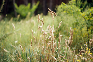 Spikelets in a field against the background of a forest plantation