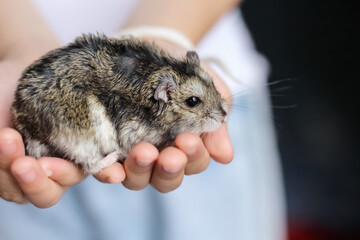 Cavia porcellus pig on asian child girl hands,tropical small cute pet rodent mammal background