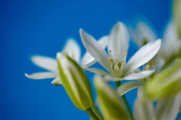 White flowers in a miniature vase on a blue background. Spring flower bouquet.
