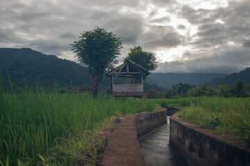 Green rice fields with huts and irrigation