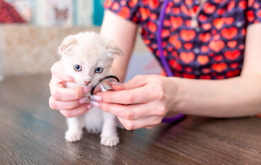 Veterinarian examines a kitten in a veterinary clinic. The doctor checks the cat with a stethoscope...