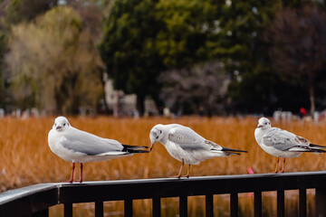 鳩