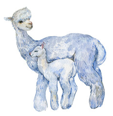 Alpaca watercolor illustration - 540404686