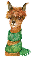 Llama animal watercolor illustration - 540404849