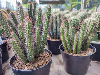 Beautiful mini Cactus Euphorbia baioensis