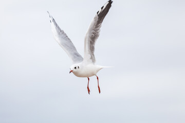 Fototapeta premium Seagull in the natural environment on the Baltic Sea.
