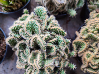 Beautiful mini cactus Austrocylindropuntia