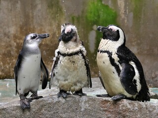 並んだケープペンギンの家族