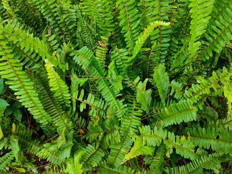 Nephrolepis obliterata, the Kimberley Queen fern, is a species of fern in the family Nephrolepidaceae