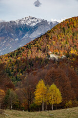 Colourful trees at autumn in Italy, Europe