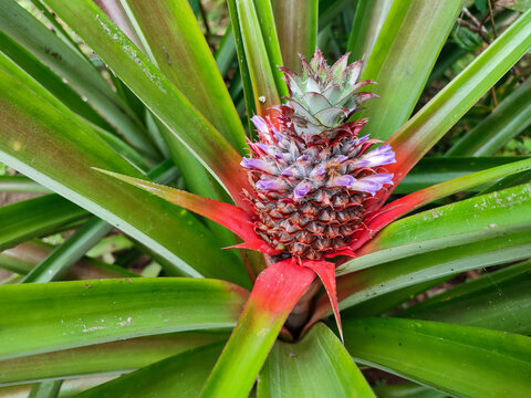 Raw red pineapple on tree