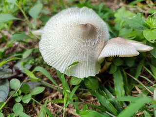 Leucocoprinus cepistipes is a species of fungus in the family Agaricaceae. 