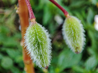 The seed capsules of Impatiens balsamina flower