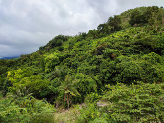 Fototapeta na wymiar landscape of a hill full of trees