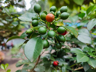 Kingkit orange fruit or Triphasia trifolia. 