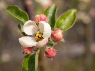 Obraz na płótnie Canvas blooming apple tree closeup