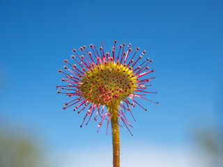 sundew flower against the blue sky