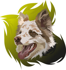 Marble Border Collie. Vector illustration. Portrait of a dog with his tongue hanging out on a colored background