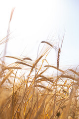 Wheat field on a sunny day. Grain farming, ears of wheat close-up. Agriculture, growing food products.