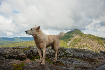 A kind dog walks in the mountains. The dog is man's best friend