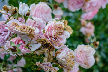 Rosafarbene teilweise verwelkte Rosen an einem Strauch