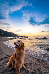 夕陽の海岸にたたずむゴールデンレトリバー