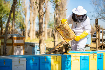 The beekeeper extracts honey from bee hives, holds the honeycomb in his hands, assessing the state...