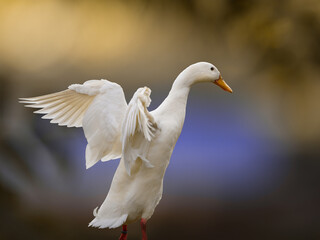 White Indian runner duck spreading wings