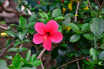 Pink Hibiscus flowers ( China rose, chinese hibiscus, hawaiian hibiscus ) in tropical garden
