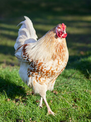 Young white rooster of Polish chicken