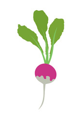 The Simple vector of turnip plant which is Isolated with a white background.