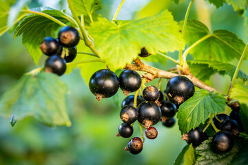 Cassis sur un cassissier