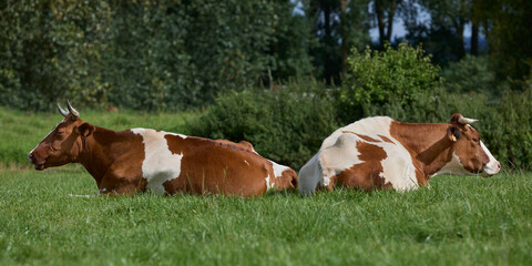 Two brown white cows resting in pasture
