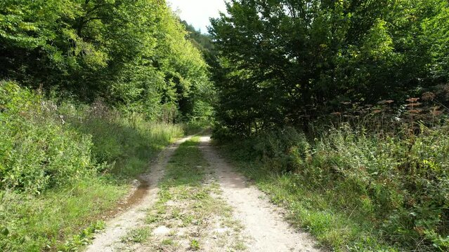 aerial dirty forest road
