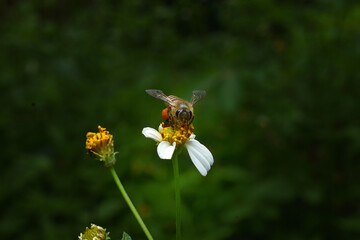 bee on yellow and white flower